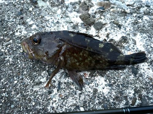 クロソイの釣果