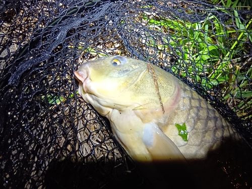 コイの釣果