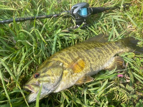 スモールマウスバスの釣果