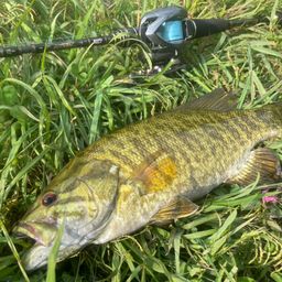 スモールマウスバス