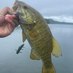 スモールマウスバス