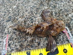 オニオコゼの釣果