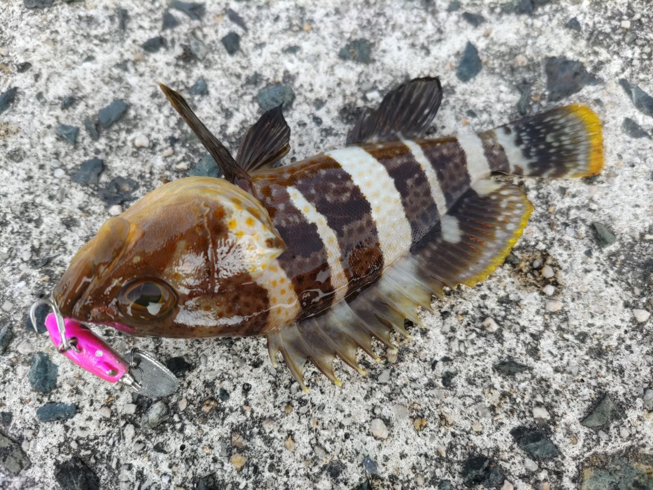 オニオコゼ