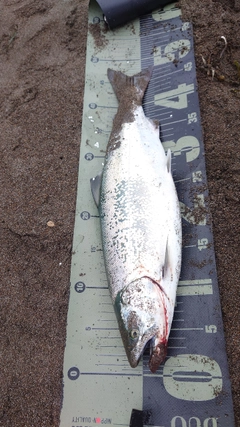 サクラマスの釣果