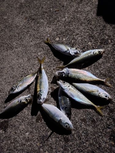 アジの釣果