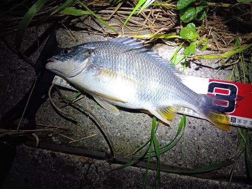 キビレの釣果