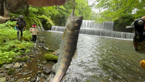 ヤマメの釣果
