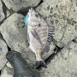 クロダイ