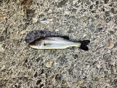 ハネ（マルスズキ）の釣果