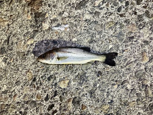 ハネ（マルスズキ）の釣果