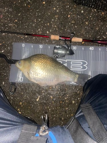 ヘラブナの釣果