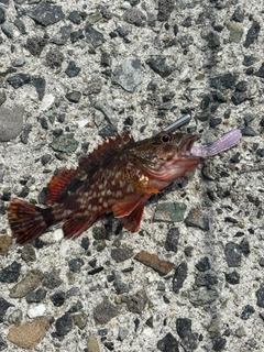 ガシラの釣果