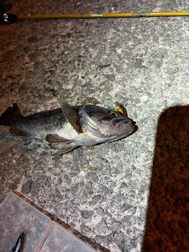 クロソイの釣果