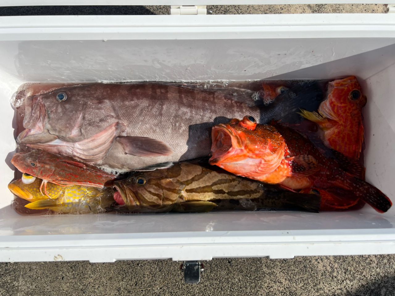 華丸／静岡県の予約可能な船釣りプラン・料金案内-24h受付でお得