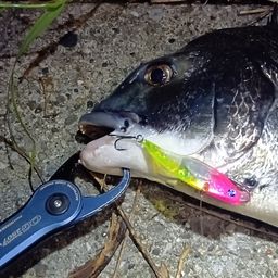 クロダイ