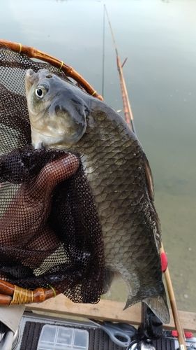 ヘラブナの釣果