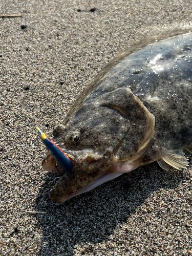 ヒラメの釣果