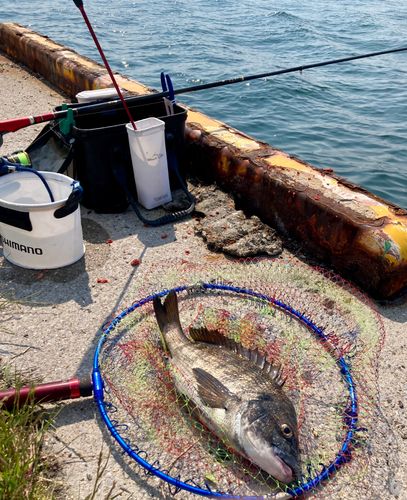 チヌの釣果