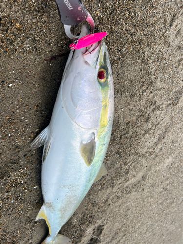 ワラサの釣果