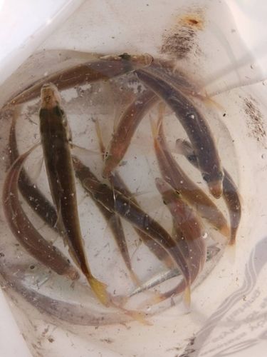 マアジの釣果