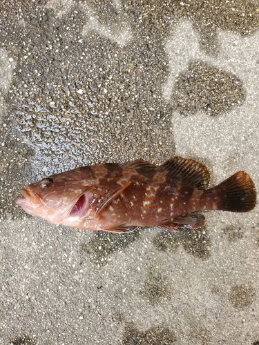 キジハタの釣果