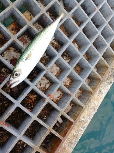 サバの釣果
