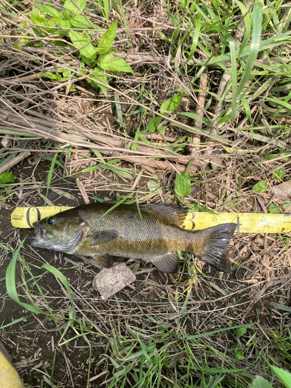 スモールマウスバス