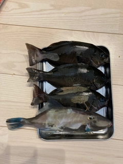 グレの釣果