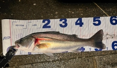 フッコ（マルスズキ）の釣果