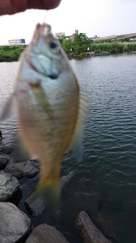 ブルーギルの釣果