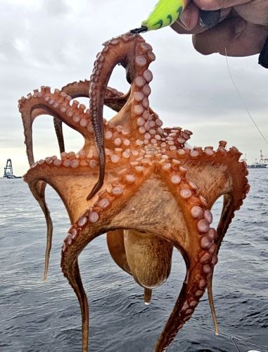 タコの釣果