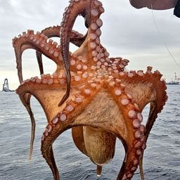 タコ