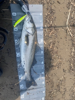 スズキの釣果