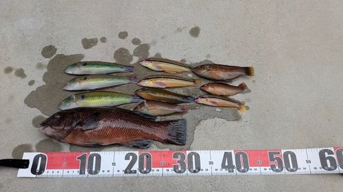 コブダイの釣果