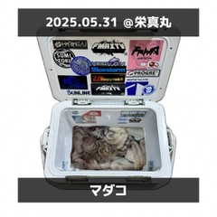 タコの釣果