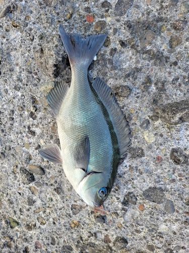 メジナの釣果