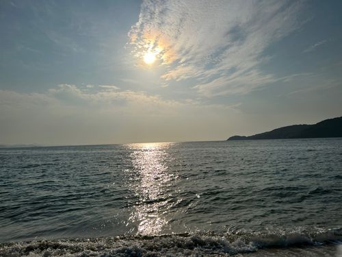 マダコの釣果