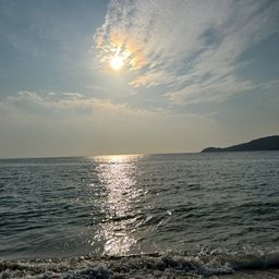 マダコ