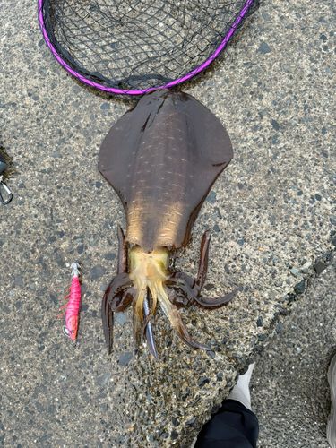 アオリイカの釣果