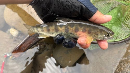 ヤマメの釣果