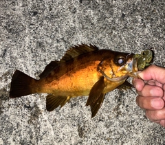 メバルの釣果