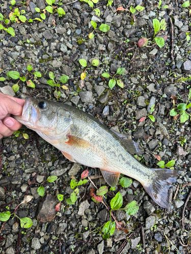 ラージマウスバスの釣果
