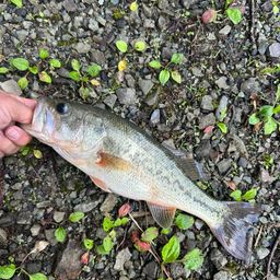 ラージマウスバス