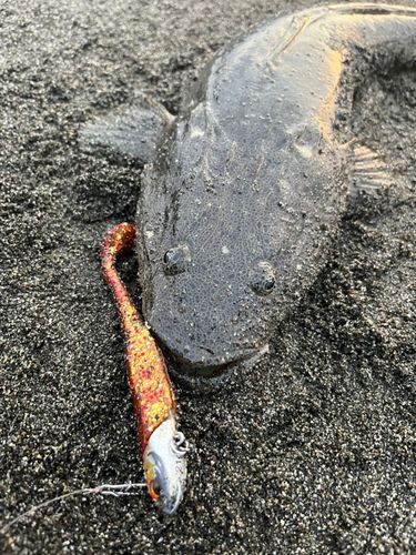 マゴチの釣果