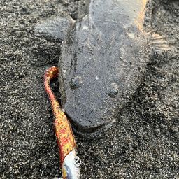 マゴチ