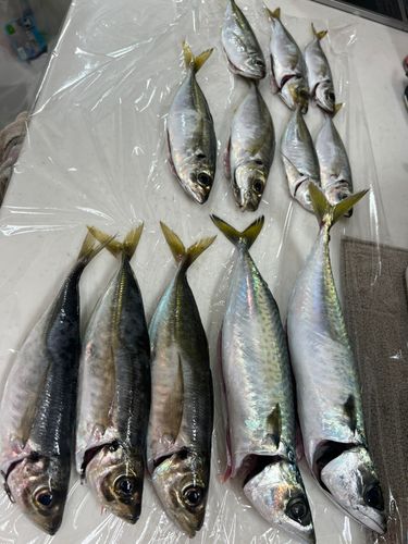 アジの釣果