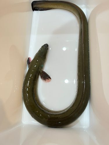 ウナギの釣果