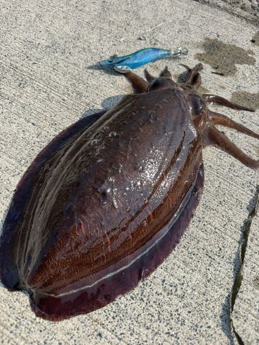 モンゴウイカの釣果