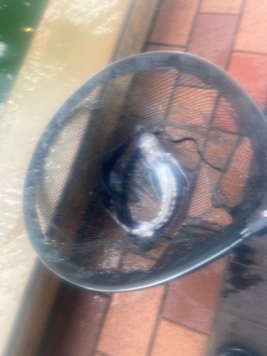 チョウザメの釣果