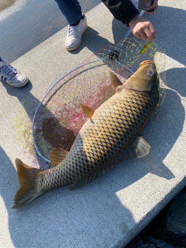 コイの釣果